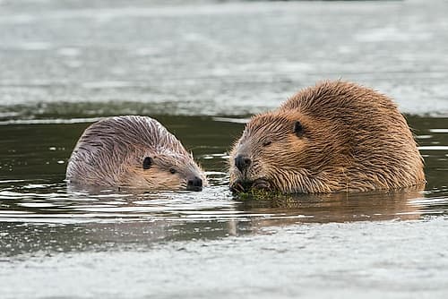 Adult beaver forages along with a youngster in an opening in the ice Animals Print